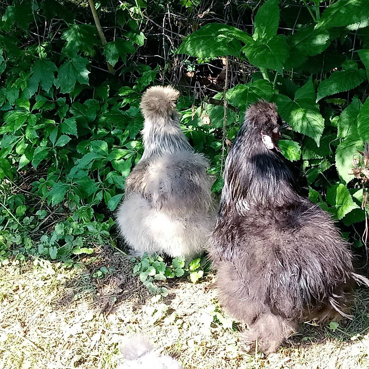 Seidenh Hner Seidenhuhn Bruteier Kaufen Landwirt