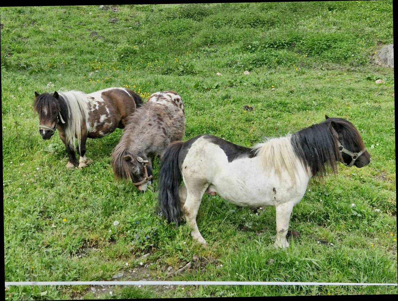 Pferdemarkt Pony Minipony 2 Stuten Und 1 Hengst Kaufen Landwirt