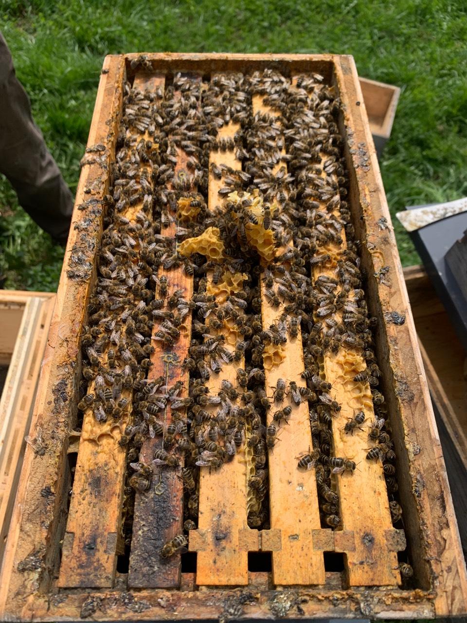 Bienen Und Imkerei Carnica Bienenv Lker Und Bienenk Niginnen Kaufen