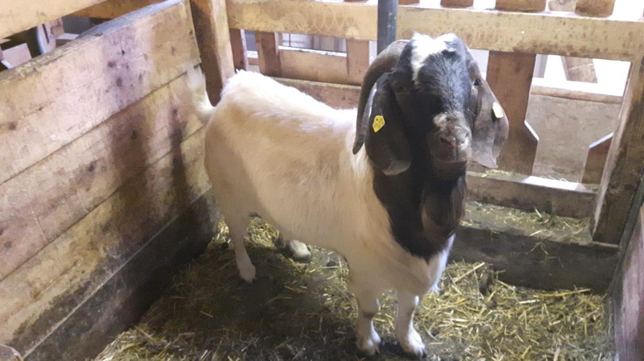 Burenziegen Burenziegenbock Kaufen Landwirt