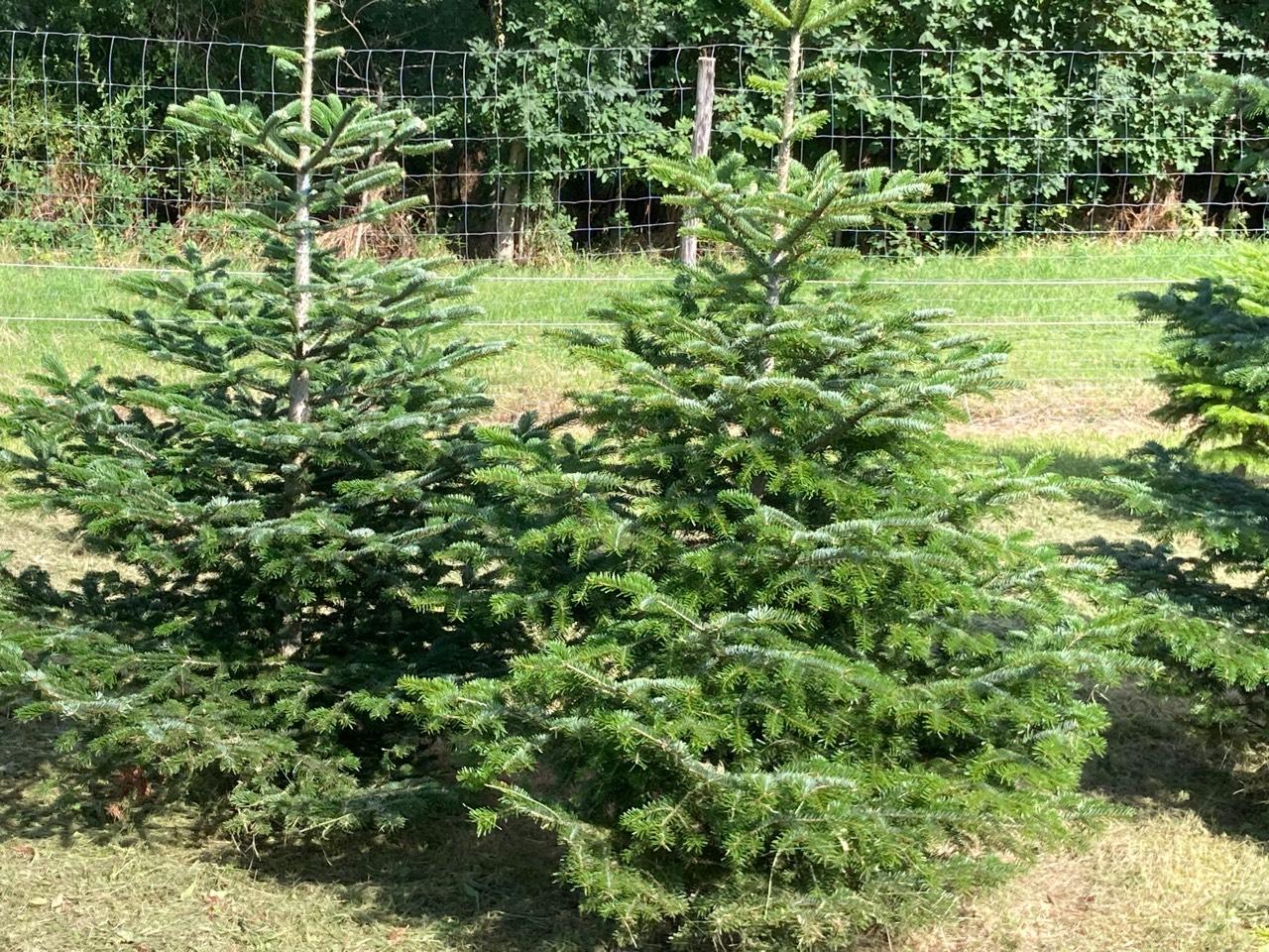 Christbaumpflanzen Christb Ume Gebraucht Kaufen Landwirt