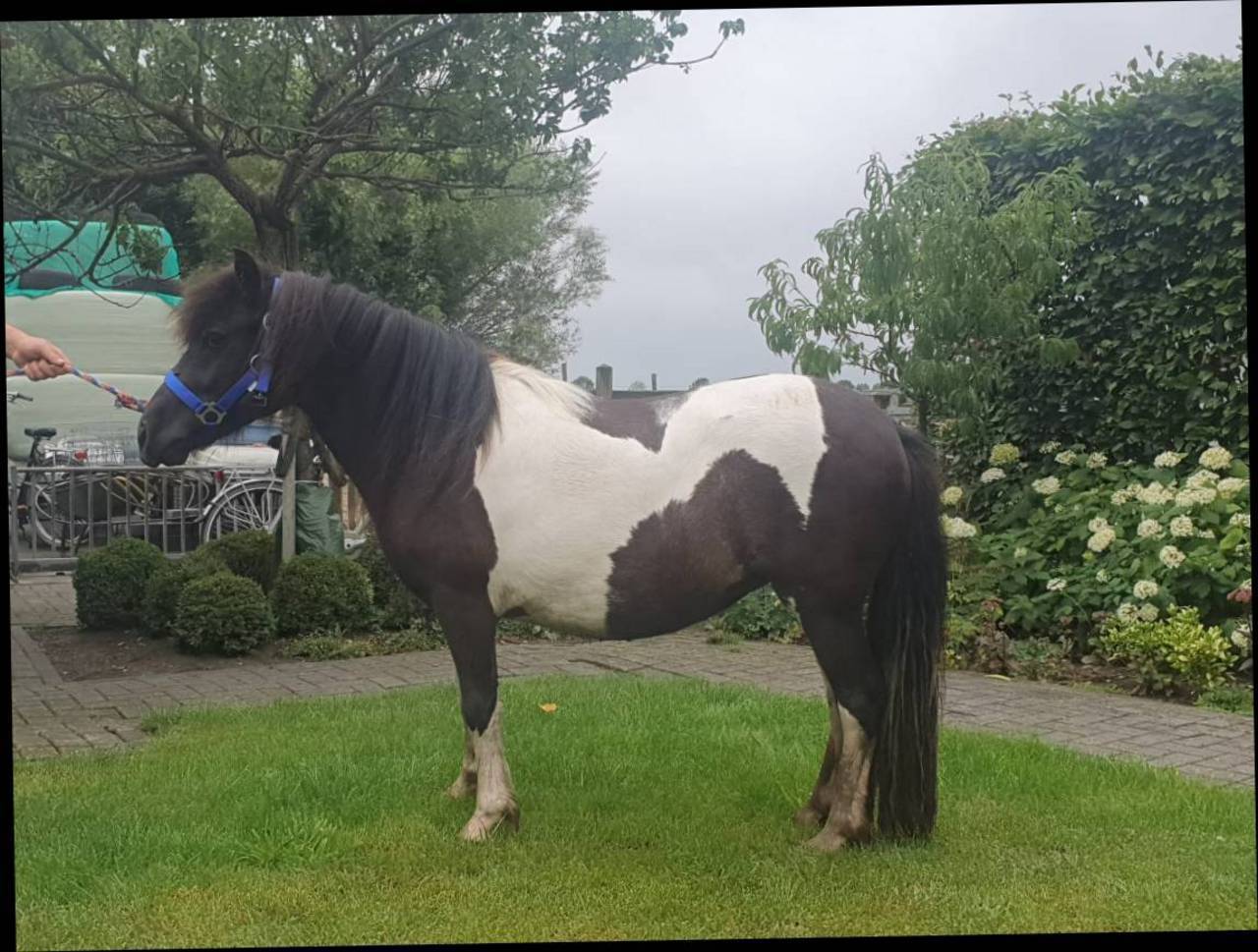 Pferdemarkt Pony Pony Stuten Kaufen Landwirt