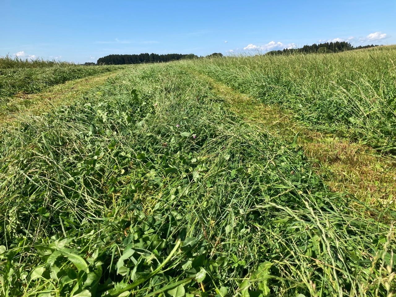 Silageballen Siloballen Ernte Kaufen Landwirt