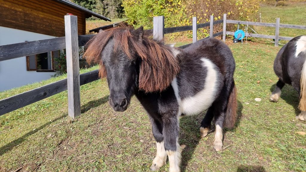 Pferdemarkt Pony Mini Shetty Stute Kaufen Landwirt