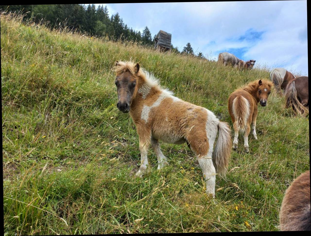 Pferdemarkt Pony Mini Shetland Stute Kaufen Landwirt