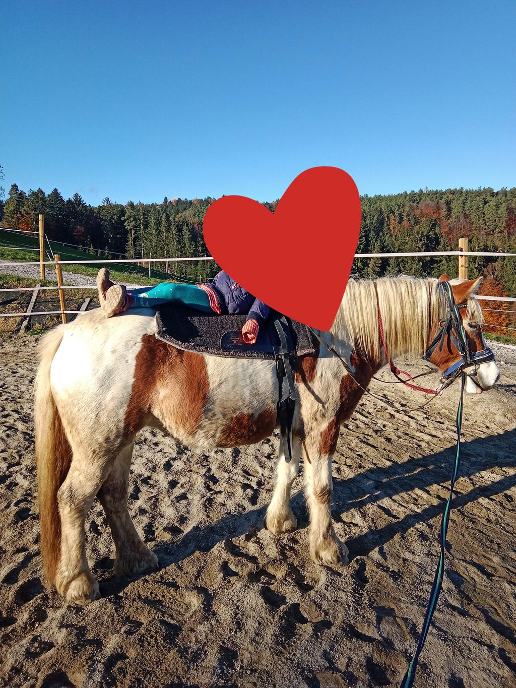 Pferdemarkt Pony Haftinker Stute Kaufen Landwirt