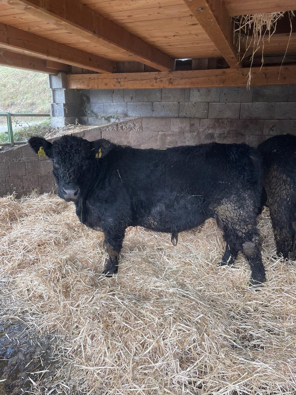 Hochwertige Galloway Rinder Auf Landwirt Stiere K He Kalbinnen