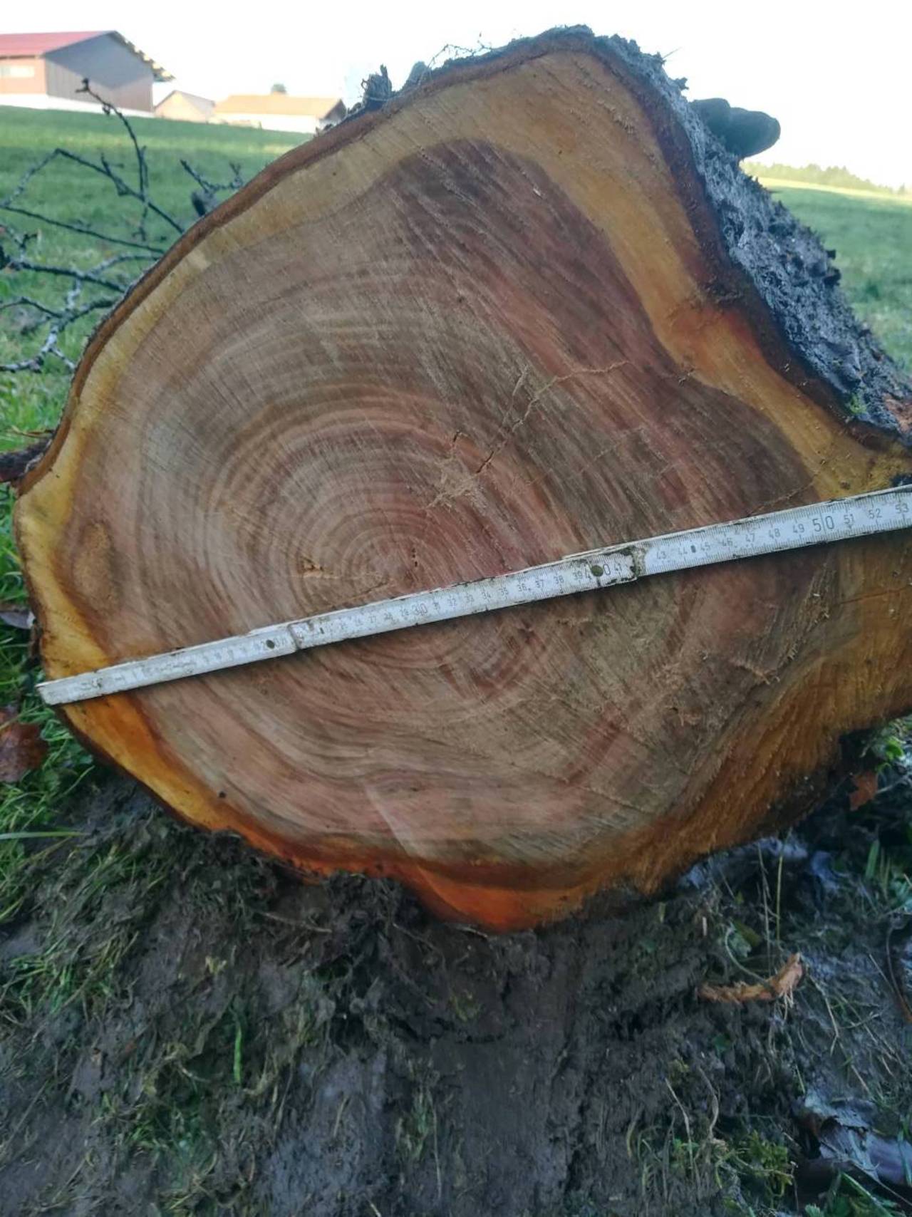  Baumst mme  Kirschbaumstamm gebraucht kaufen  Landwirt com