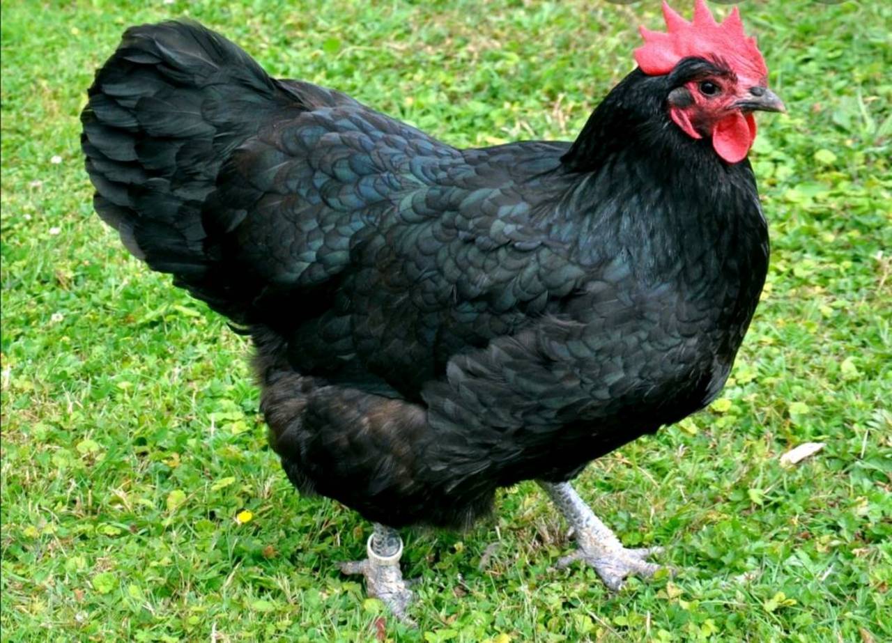 Sonstige Hühner Schwarzes Legehuhn 1 Bielefelder 1 Sperber Kaufen 