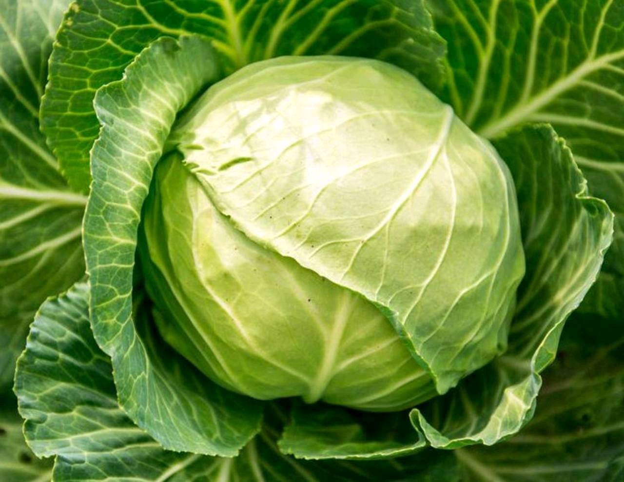 Gemüse: Bio Kraut kaufen - Landwirt.com