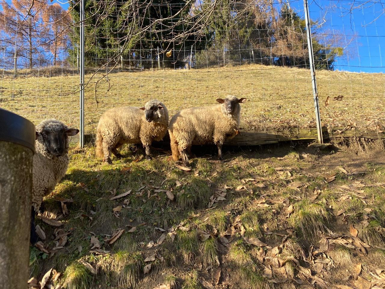 Sonstige Schafrassen Schafe kaufen