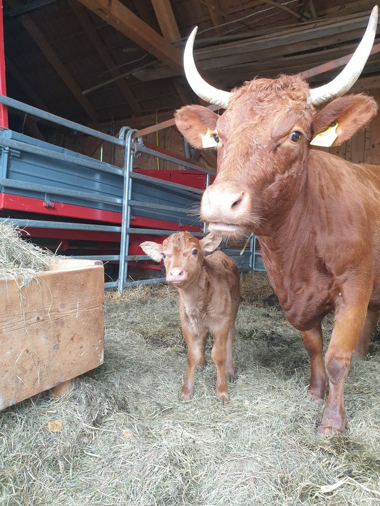 Dexter: Bio Dexter Kälber kaufen - Landwirt.com