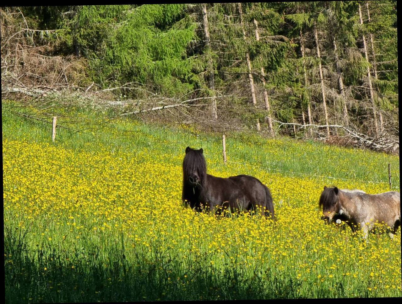 Pferdemarkt Pony: Mini Pony Stute Kaufen - Landwirt.com