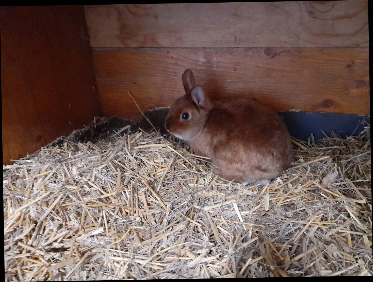 Zwergkaninchen: Zwerghasen Kaufen - Landwirt.com