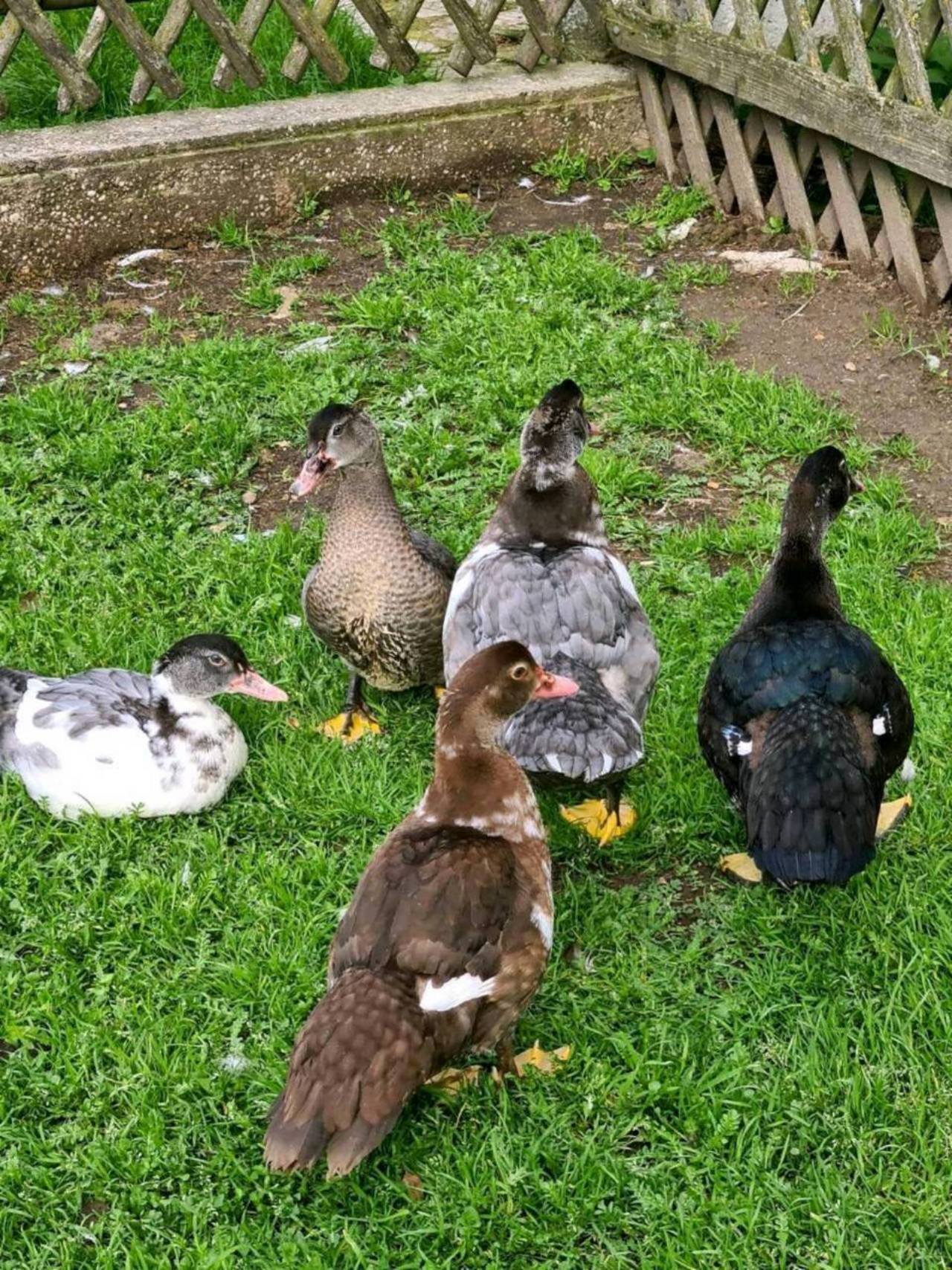 Enten: Warzen-/Moschus-/Flugenten Bruteier kaufen - Landwirt.com