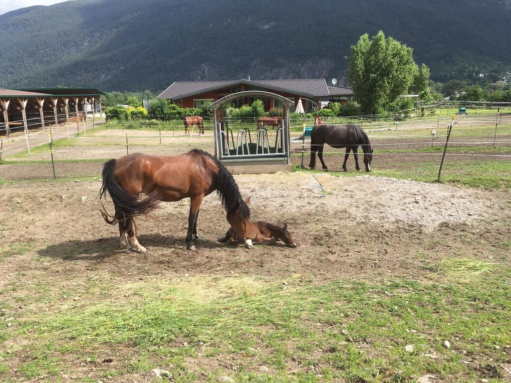 Bauernhöfe: Pferdehof in Tirol, 20 km von Innsbruck - Landwirtschaft ...