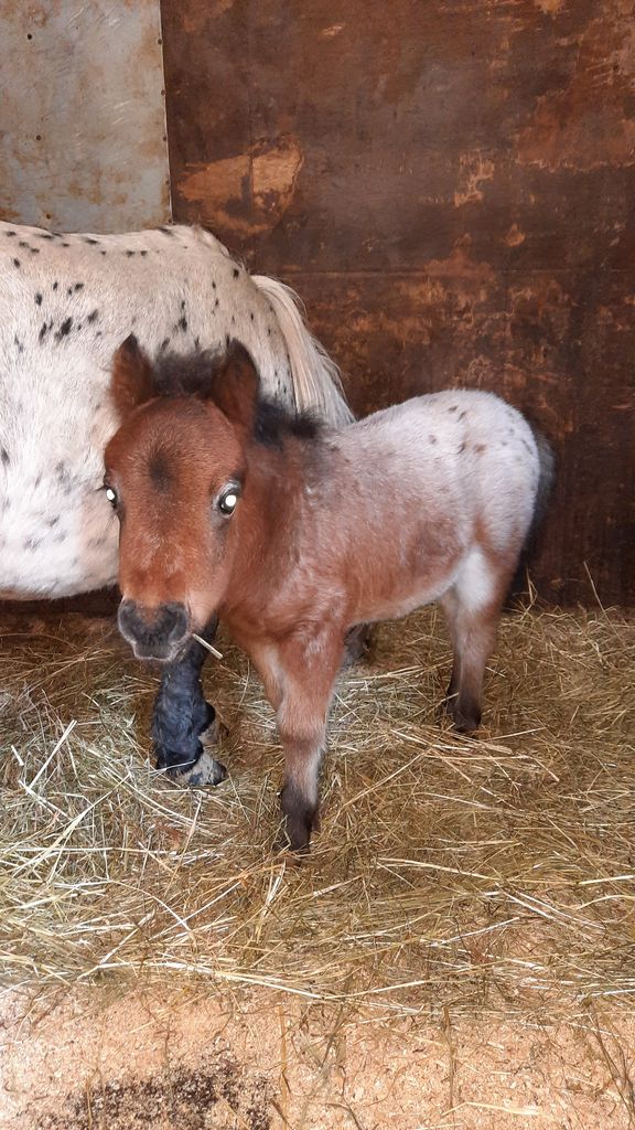 Pferdemarkt Pony: Mini-Pony Stute Und Hengst Kaufen - Landwirt.com