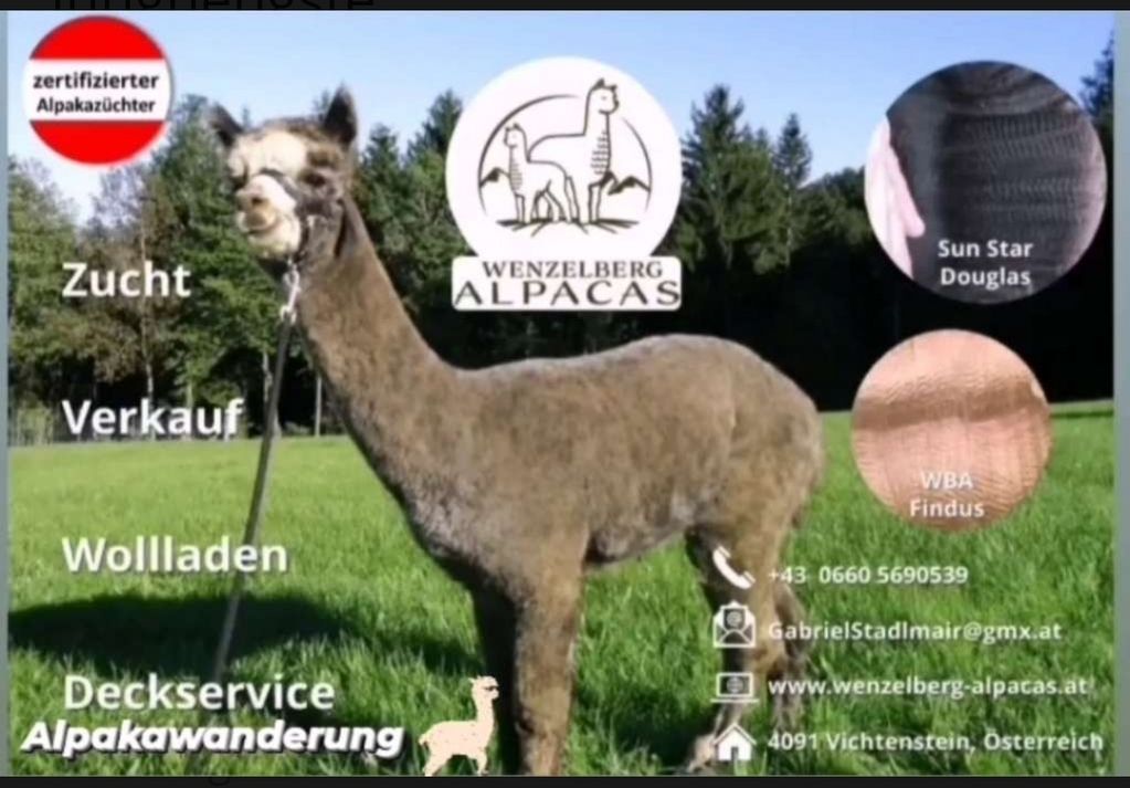 Alpakas aus Niederlande