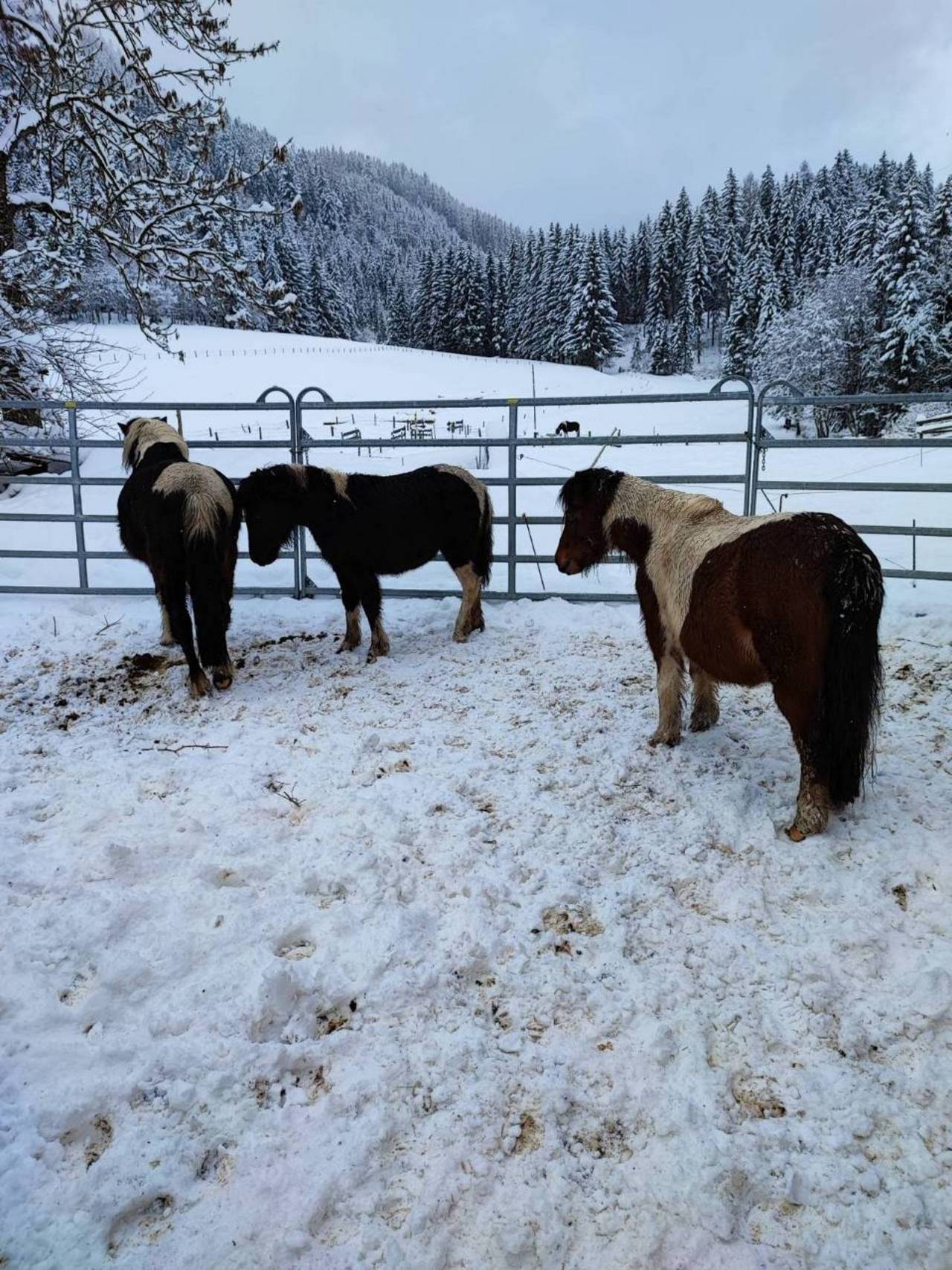 PONY KAUFEN LANDWIRT COM visual data 3