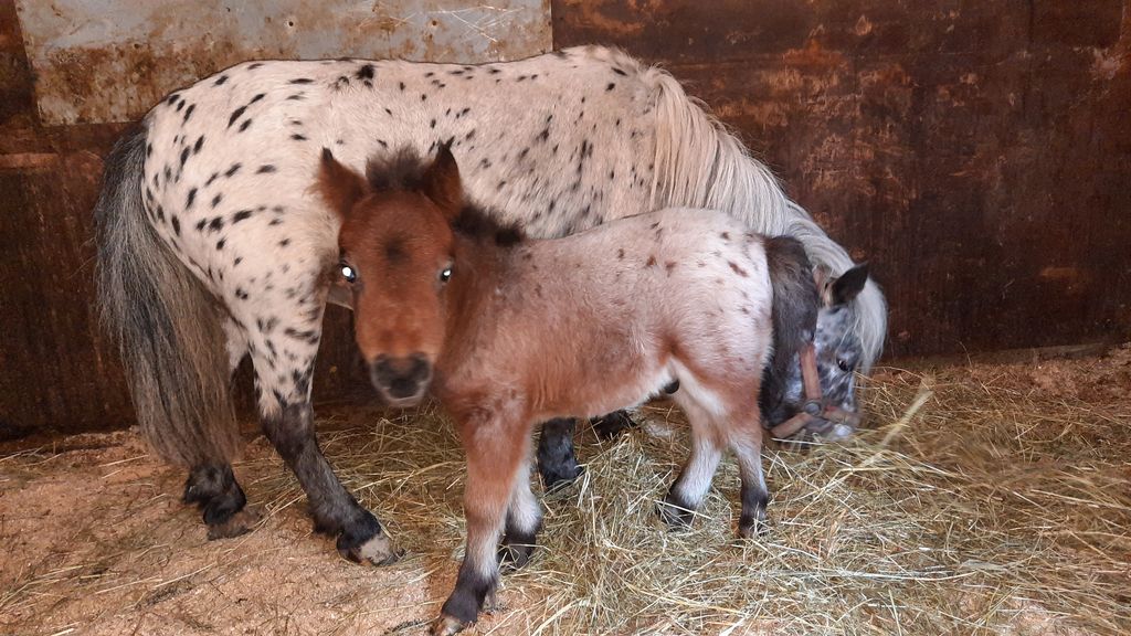 Pferdemarkt Pony: Mini-Pony Stute Und Hengst Kaufen - Landwirt.com