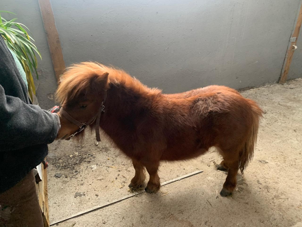 Pferdemarkt Pony: Mini Shety Pony Kaufen - Landwirt.com