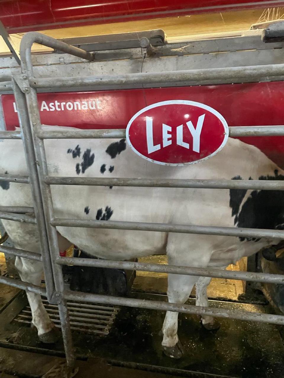 Praktikum auf Milchvieh-/Ackerbaubetrieb im Südburgenland 3