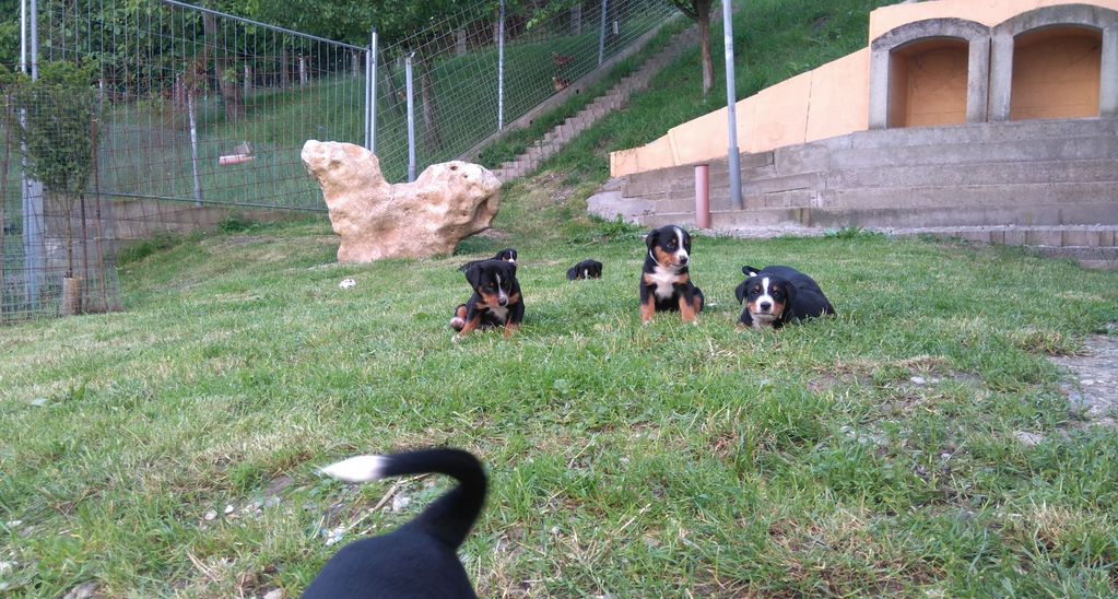 Appenzeller Sennenhund Welpen (Reinrassig) 2