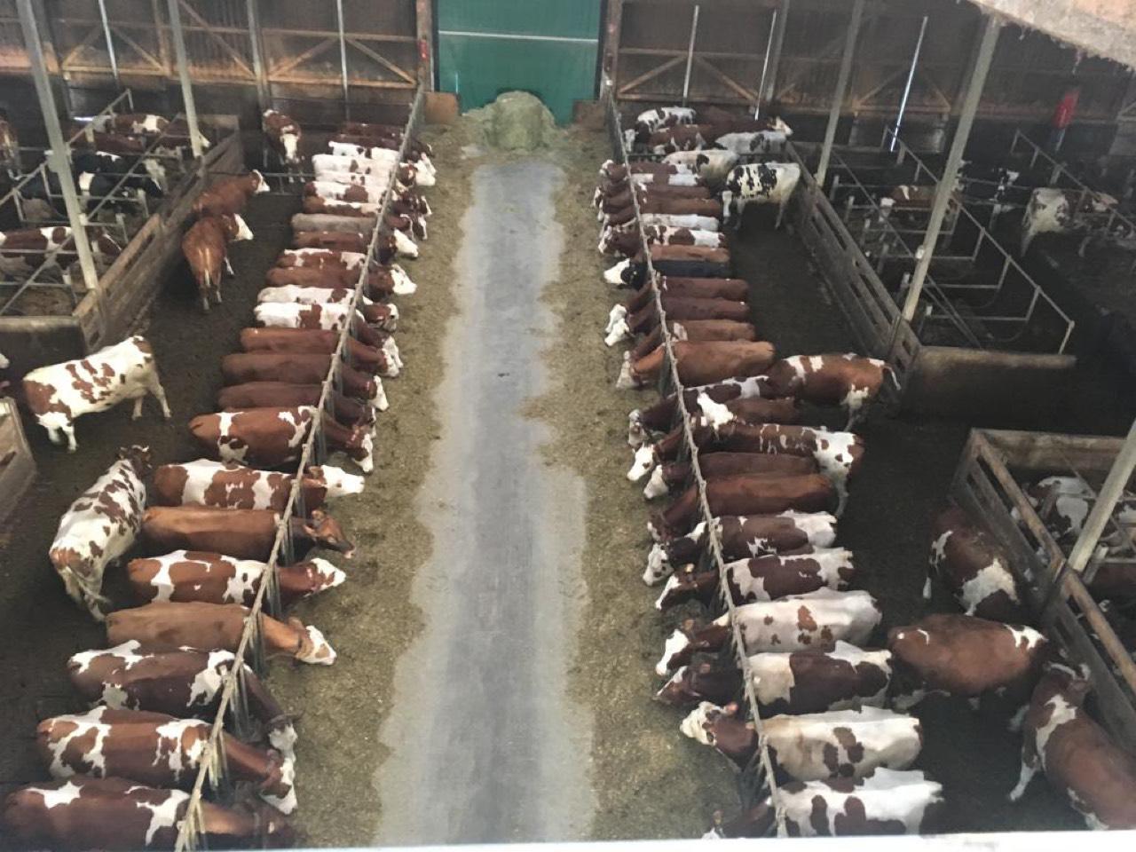 Praktikum auf Milchvieh-/Ackerbaubetrieb im Südburgenland 2