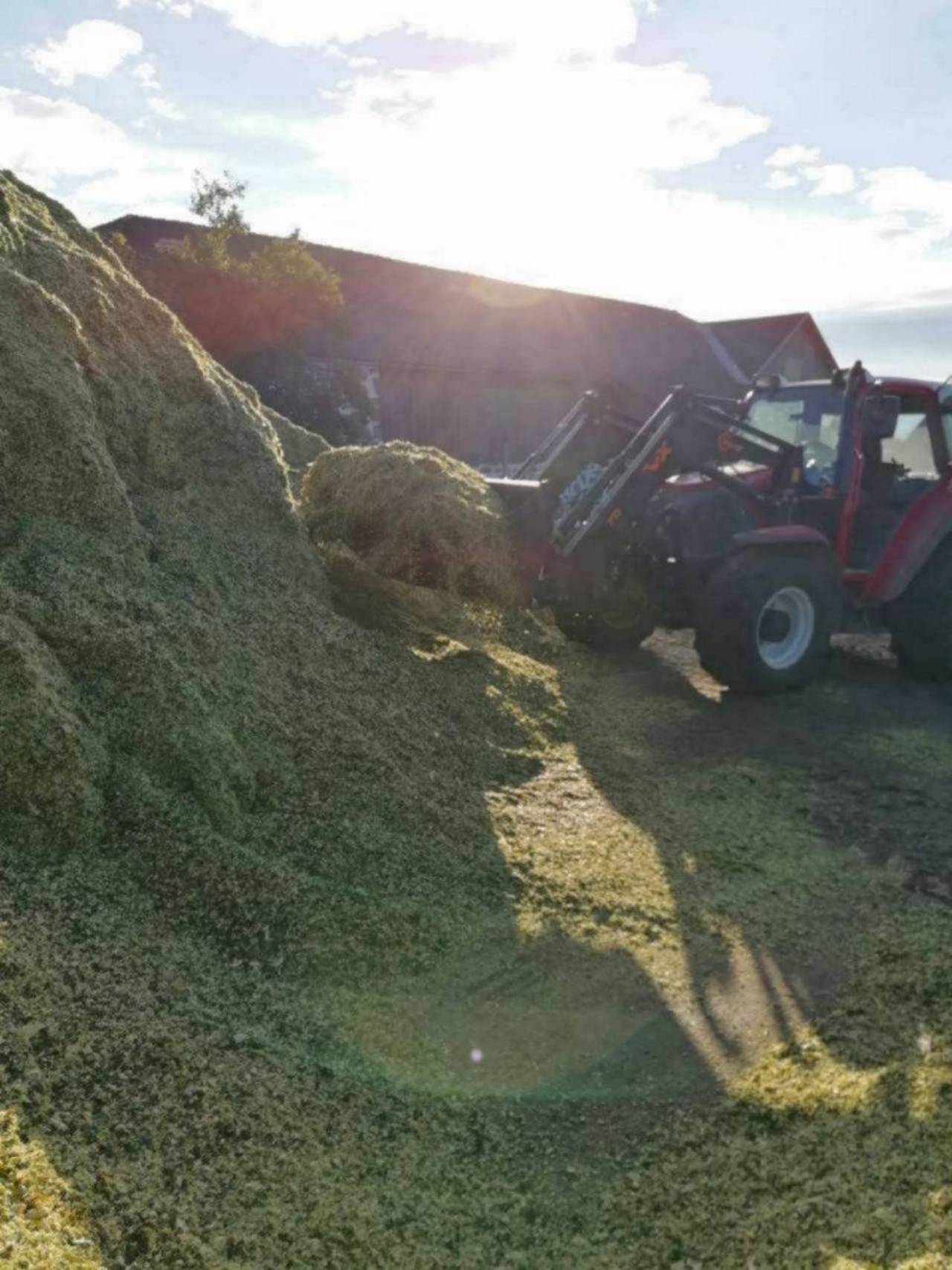 Silomais Ernte 2023 3