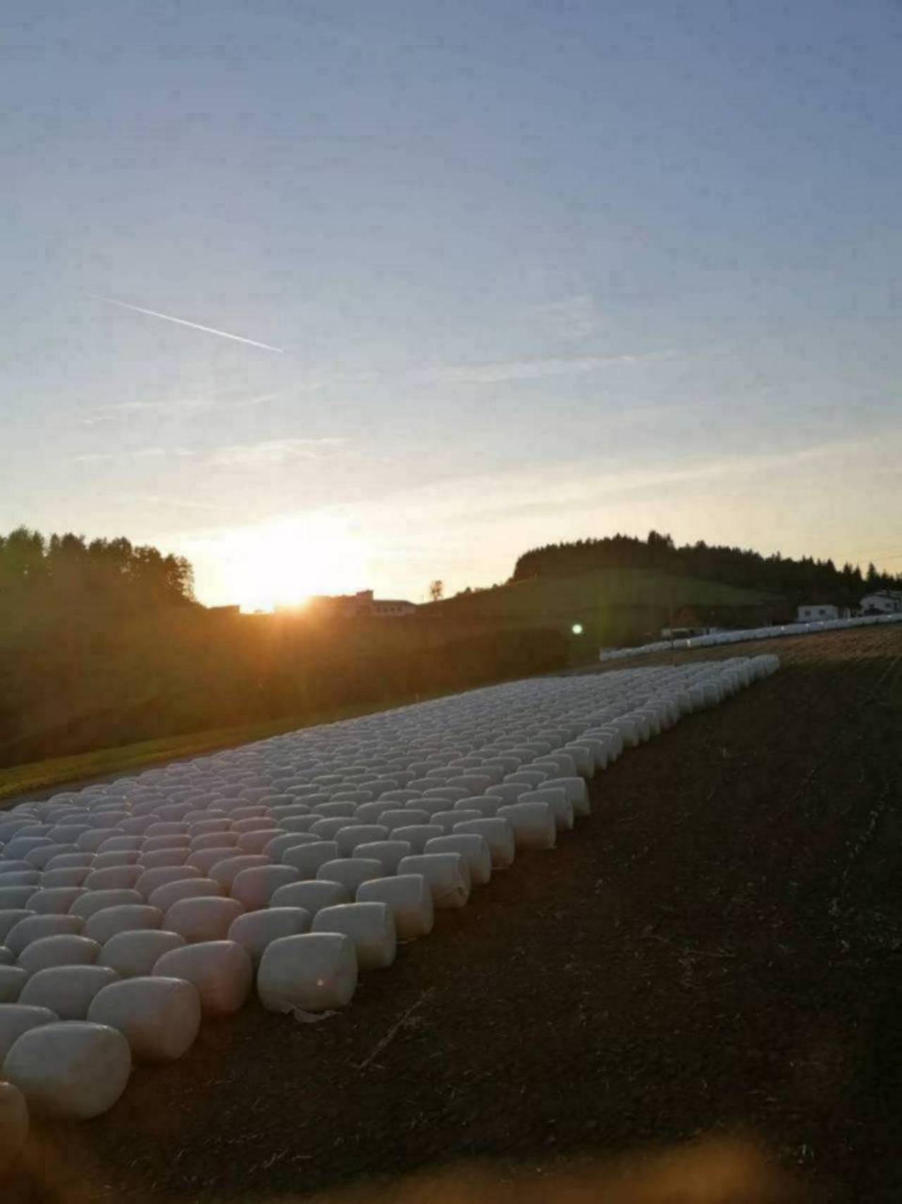 Silomais Ernte 2023 2