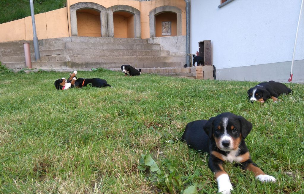 Appenzeller Sennenhund Welpen (Reinrassig) 3
