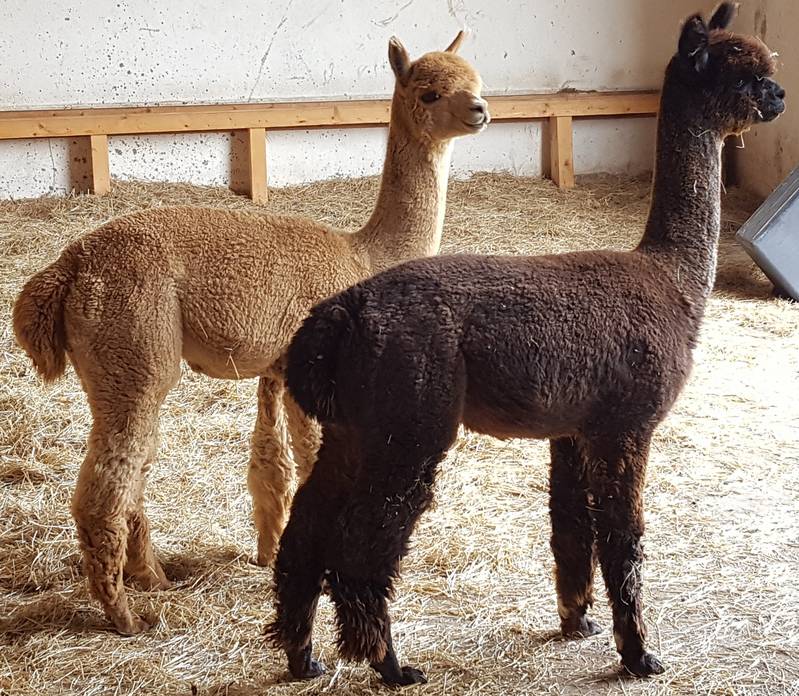 Alpaka, Alpaca, Alpakas, Alpacas