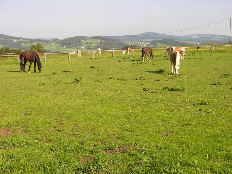 Wir hätten eine Box frei für einen braven gutmütigen Wallach 3