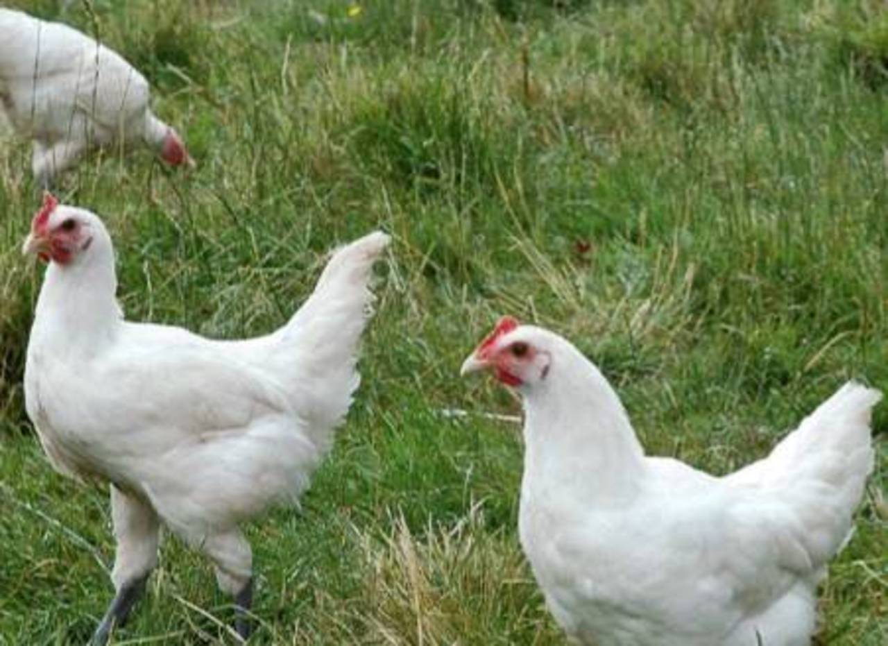 Объявление о продаже кур молодок. White Chickens in the nature. Фермерская курица купить. Купить куриц несушек в вологодской области