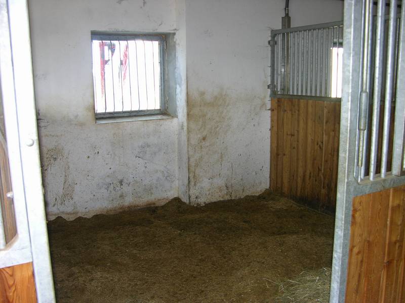 Wir hätten eine Box frei für einen braven gutmütigen Wallach 2