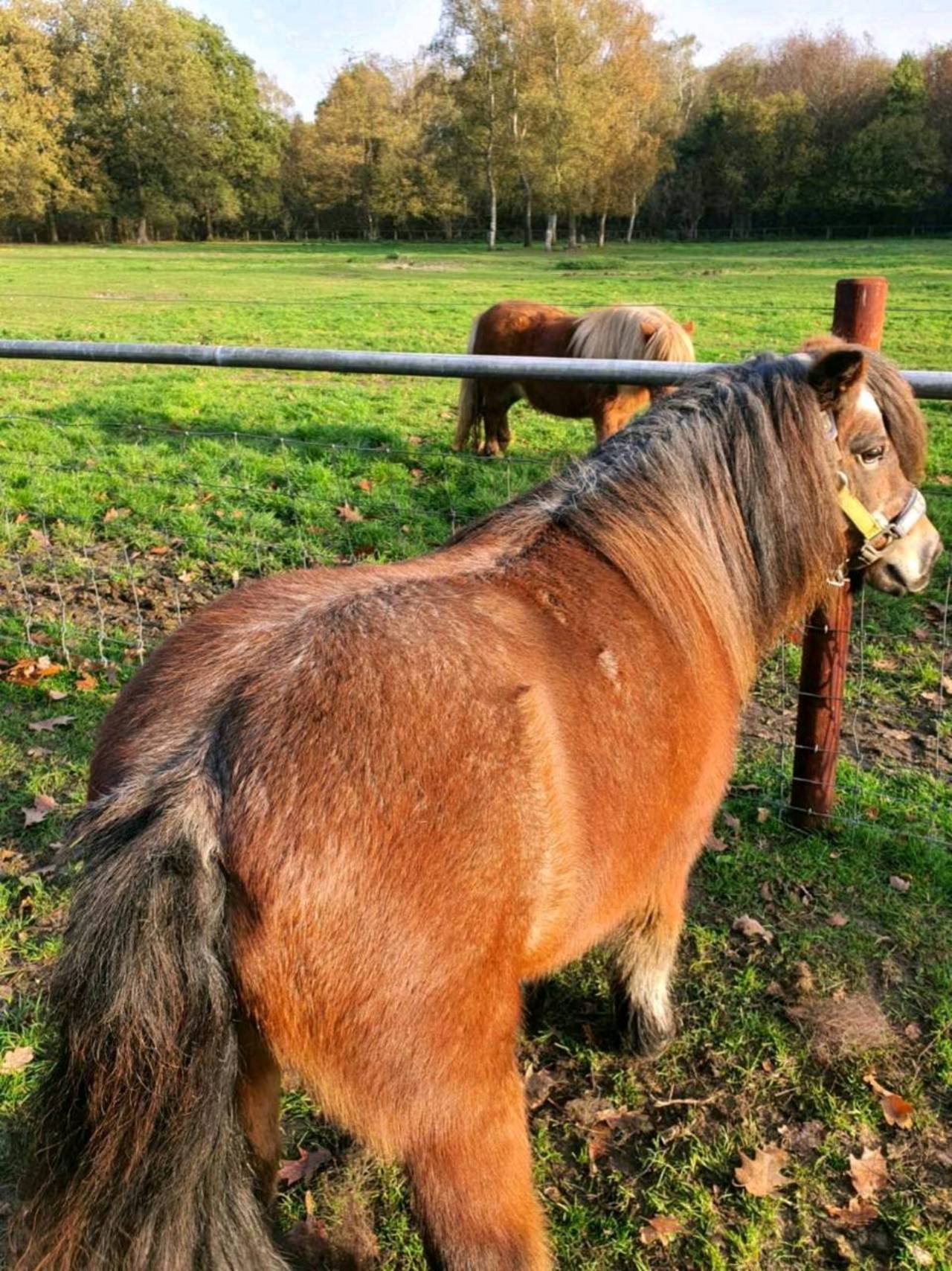 Pferdemarkt Pony: Pony Kaufen - Landwirt.com