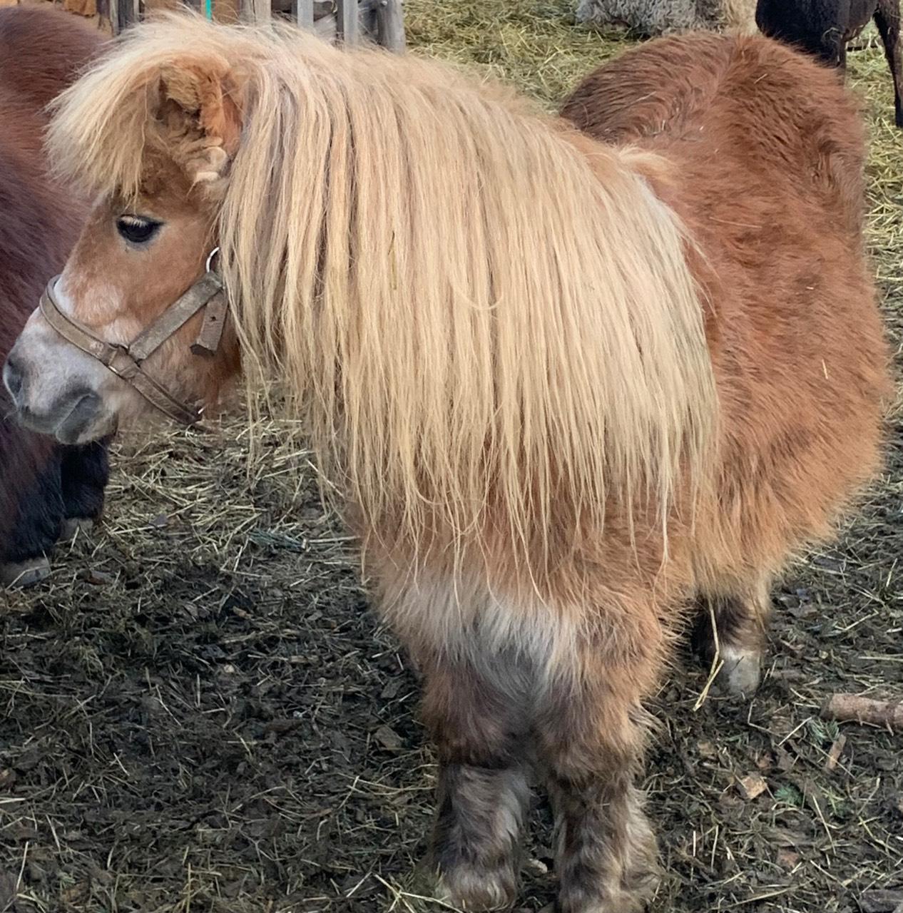 Pferdemarkt Pony: Shettland Pony Stute kaufen - Landwirt.com