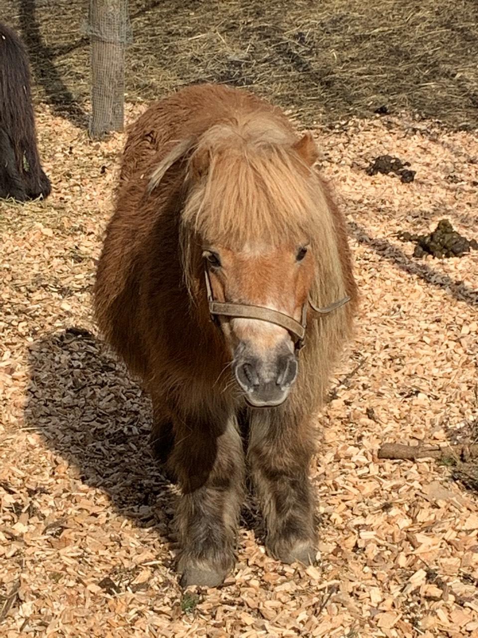 Pferdemarkt Pony: Shettland Pony Stute kaufen - Landwirt.com