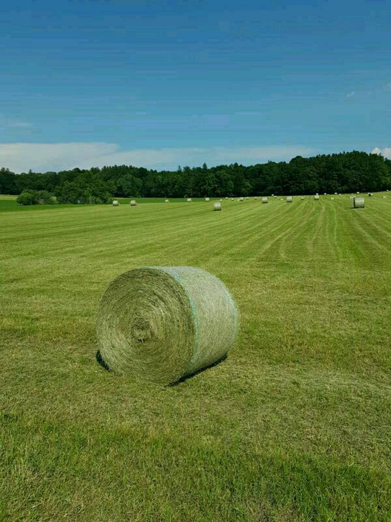 Heu Heu in Rundballen kaufen