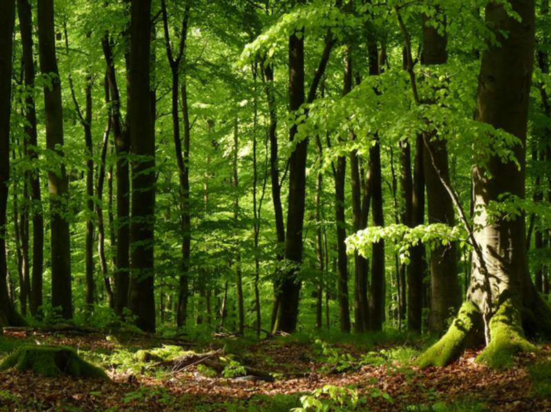 Wälder Waldgrundstück im Raum St. Valentin gesucht kaufen Wälder Waldgrundstück im Raum St. Valentin gesucht kaufen