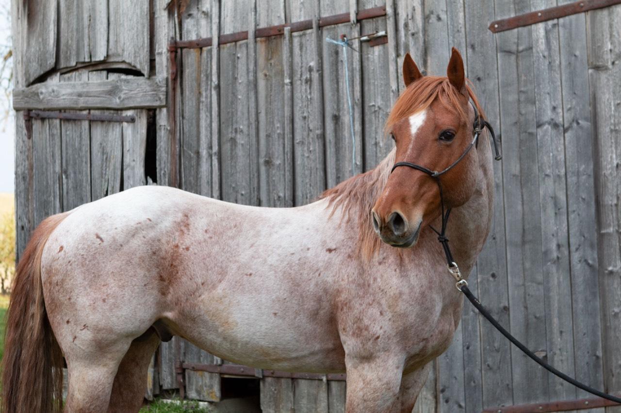 Deckanzeigen Deckanzeige Paint Horse kaufen