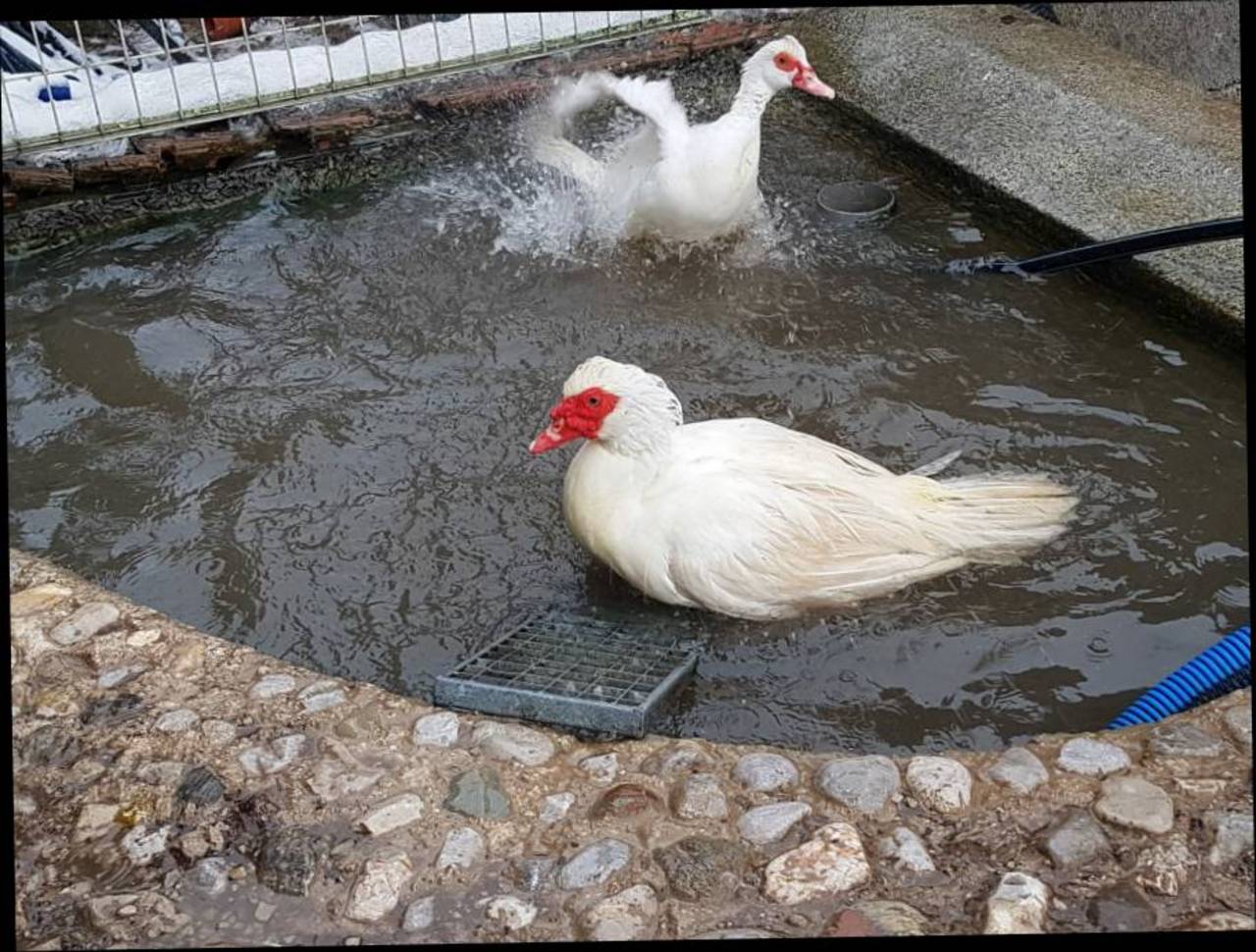 Enten: Moschusente, Warzenente, Flugente, Stillente kaufen - Landwirt.com