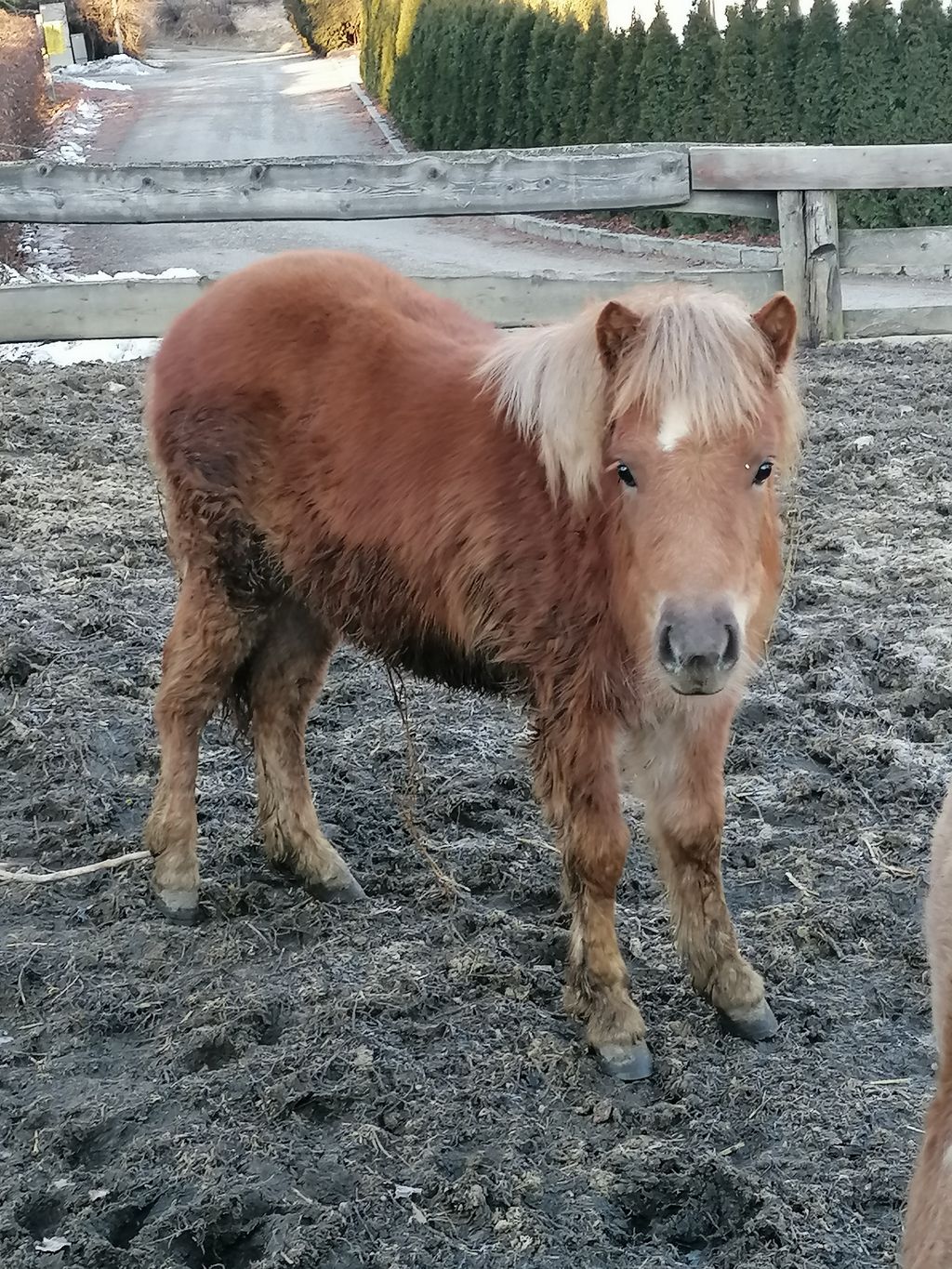 Pferdemarkt Pony: Ponyhengst Kaufen - Landwirt.com