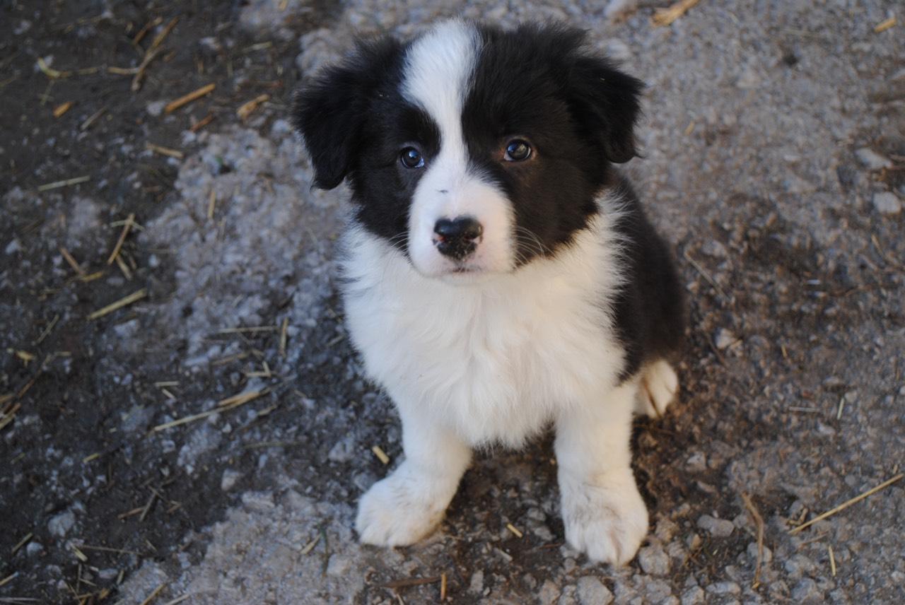 Border Collie Zu Kaufen