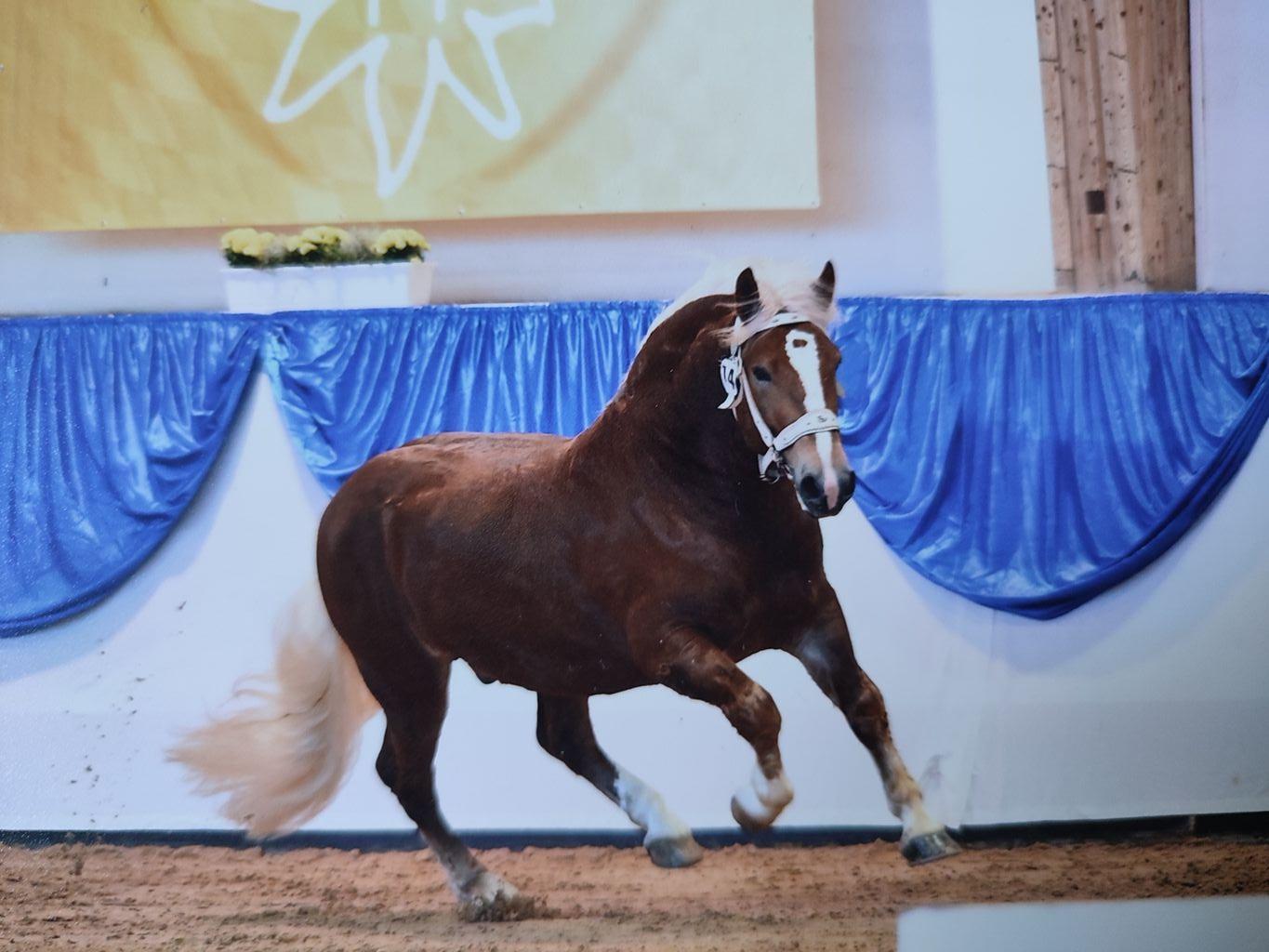Verkaufspferde Süddeutsches Kaltblut Hengst kaufen