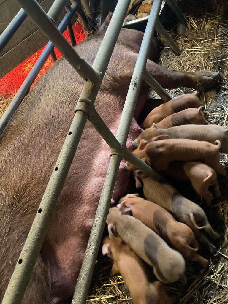 Schweinemarkt Duroc Ferkel kaufen