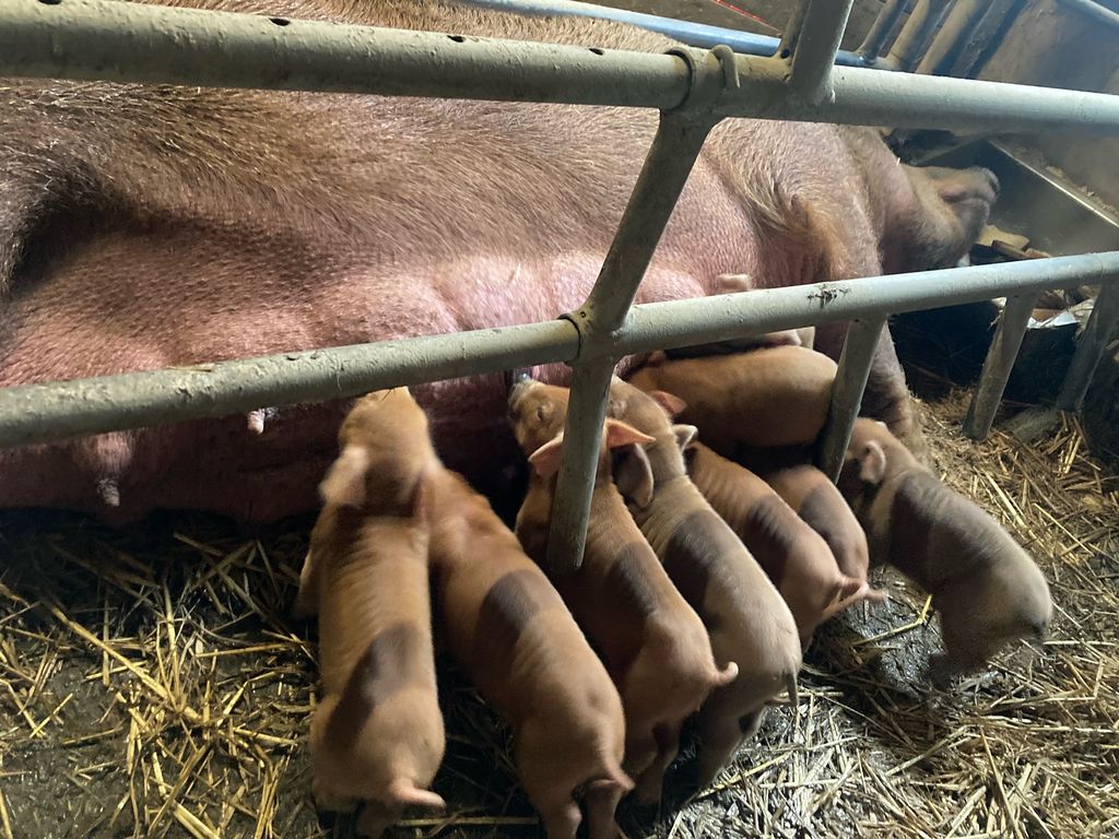 Schweinemarkt Duroc Ferkel kaufen