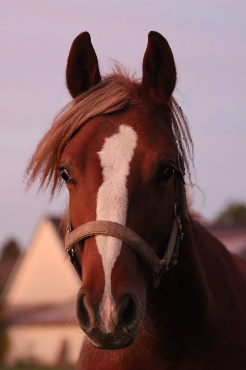 Warmblut Verkaufspferde PaintMixHengst aus 2021 aus D87769 kaufen