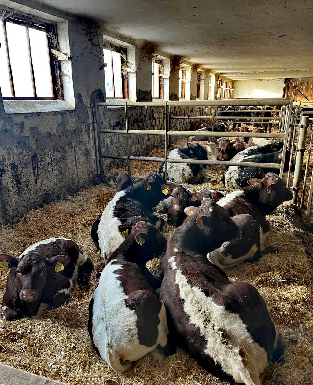 Bio Kälber, original Pinzgauer, Einsteller 2