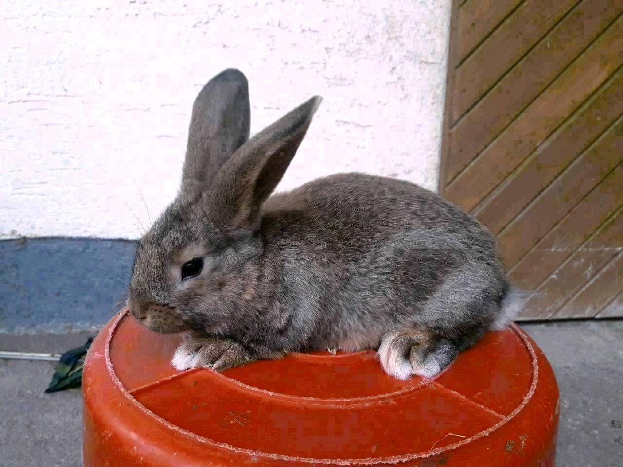 Jungkaninchen: Junge Kaninchen / Haushasen! Sehr zahm! GÜNSTIG kaufen ...